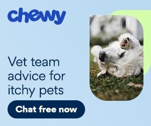 vet team advice for itchy pets